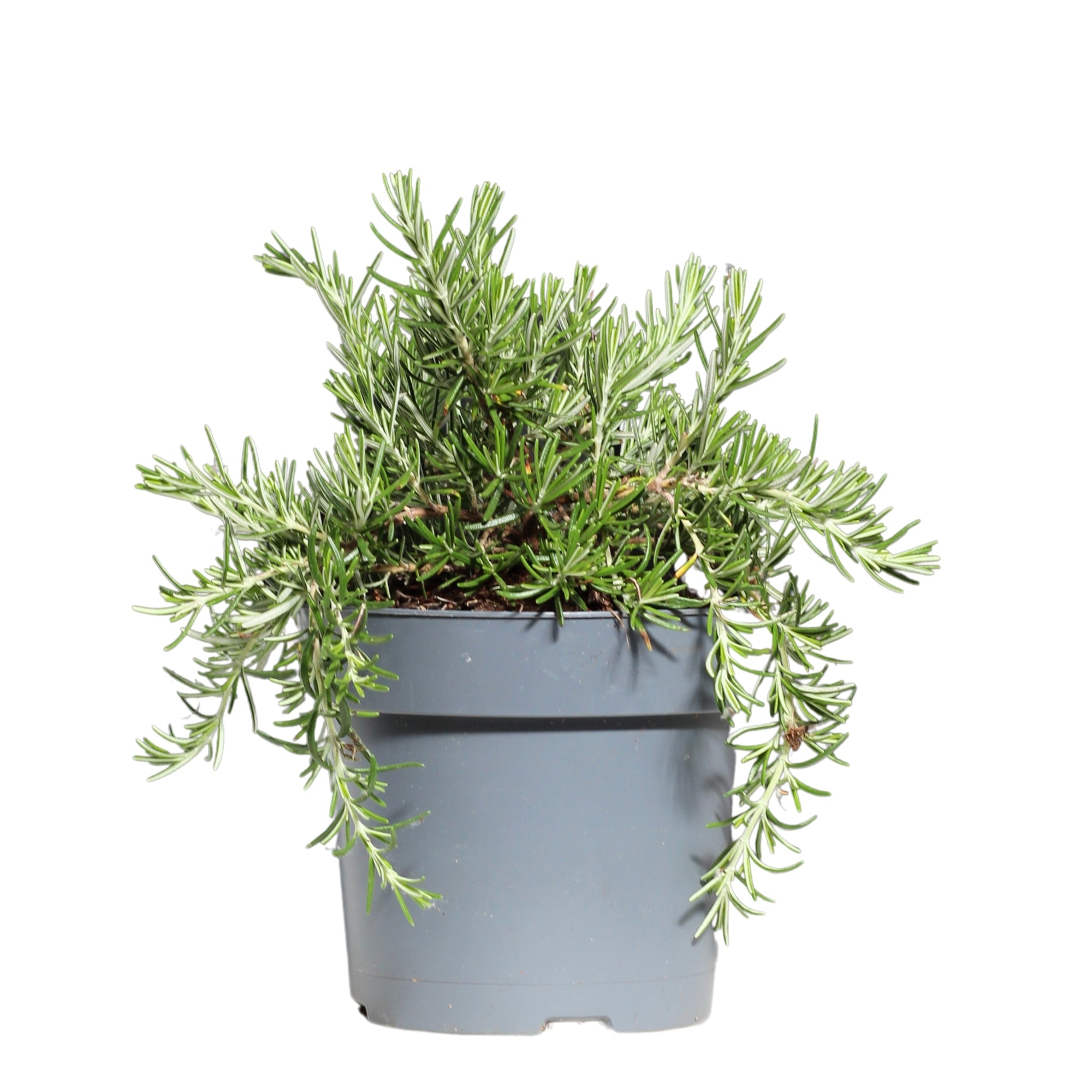 Rosmarinus Prostatus | Alecrim